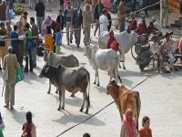 İnek kesenlere 5 yıl hapis