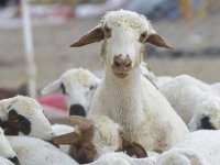 Küçükbaş hayvan varlıklarına ait güncel beyan süresi 30 Ocak’a kadar uzatıldı