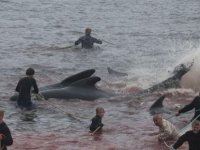 Balina avcısı vahşeti