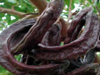 Lefke'de harnup hasadı başladı