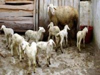 Değirmenlik’te ‘Ağıllar’ sorun oldu