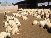 Hayvan ölümlerine devlet tazminatı