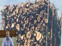 Ağaç katliamında farklı boyut