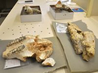 8 Milyon yıllık fosil bulundu!