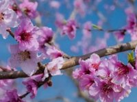 İkinci cemre suya düştü