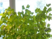 İrfan Günsel Araştırma Merkezi Hydroponics Yöntemiyle Kereviz Üretti