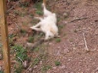 Güvercinlik’te av tüfeği ile vurularak köpek öldürüldü