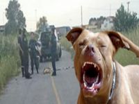 Pitbull saldırıs: 9 yaralı