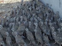 Gönyeli Avcılık ve Atıcılık Kulübü: Uyarılar hedefine ulaştı