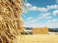 Kurak bir yıl olacak