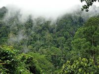 Amazon ormanları küçülüyor