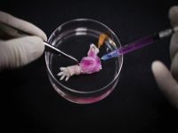 Laboratuvar ortamında kol üretildi