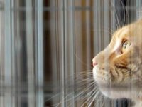 Kediler ilk ne zaman ve nerede evcilleşti?