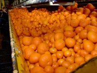 Cypfruvex, narenciye alım fiyatlarını açıkladı: Başvurular pazartesi başlıyor