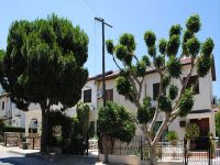 Girne’de ağaçların bakımı yapılıyor