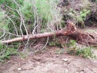 Boğazköy'de izinsiz ağaç kesimine yasal işlem