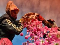 Her şey 4 ton gülden 1 kilo yağ elde etmek için