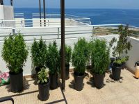 Deniz manzaralı Hintkeneviri bahçesi