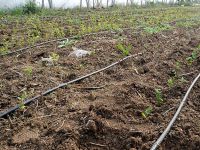 Bitkiler de hesap yapıyor