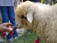 Bu kuzu kola içiyor, çikolata yiyor