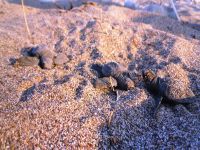 DAÜ ve İskele Belediyesi işbirliği...