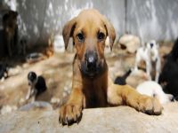 Sokak hayvanlarına sahip çıkan yok