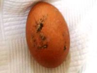 Hastaya kakalı tavuk yumurtası !....