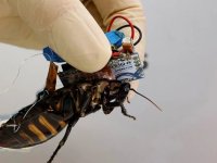 Hamam böcekleri Asya’dan yayılmış