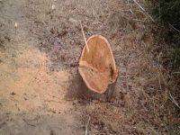 Çam ağaçlarını arazi sahibinden izinsiz kestiler