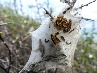 Çam Kes Böceği hasta etti, Kabuk Böcekleri kuruttu!