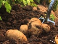 İlkbahar patates üretim dönemi askı listelerine itiraz süreci başladı