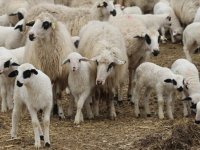 Erk: Yılda 4,5 milyon dolarlık hayvan doğumun ilk haftasında telef oluyor