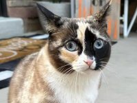 Yeni Zelanda'da 'yabani kedi katliamı'na hazırlık: 2050'ye kadar hepsi öldürülecek