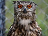 Güney Afrika'da banka hesabı açtırmak isteyen kişi baykuşunu teminat göstermek istedi