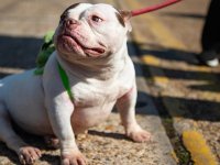 Londra'da sahibi olduğu köpeklerin saldırısına uğrayan kadın hayatını kaybetti