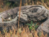 'Gufi' hakkında bilinmesi gerekenler...