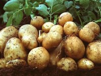 KKTC'de 130-140 TL'ye satılan patates iflasın göstergesi mi?