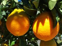 Valencia ürünüyle ilgili arazi çalışmaları yarın başlayacak