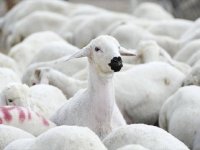 Veteriner Dairesi'nden küçükbaş hayvan üreticilerine çağrı...