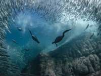 Dünya Okyanus Günü fotoğraf yarışmasının kazananları