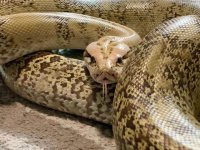 Endonezya'da yaklaşık 5 metrelik piton bir kişiyi yuttu