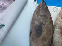 İthal Lahoz balıkları imha edildi