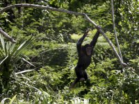 Hastalanan şempanzelerin iyileşmek için antibiyotik özellikli bitkiler yediği belirlendi