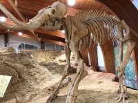 Araştırmaya göre, yünlü mamutların nesli "genetik olmayan" sebeplerle tükendi