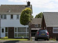 İki komşunun kavgası bir ağacı turistik cazibe merkezine çevirdi