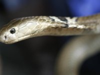 Kendisini ısıran zehirli yılanı 2 kez ısırarak öldürdü