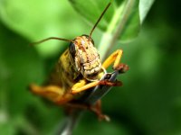 Singapur'da çekirge ve süper solucanlar dahil 16 böcek türü yiyecek olarak onaylandı