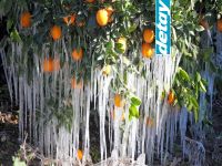 Bugün ve Hafta sonu Don olayı bekleniyor