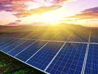 Güneş parkı için bin 400 çam ağacı kesilecek