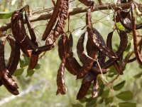 Güzelyurt’ta zeytin ve harup hasadına başlama tarihleri açıklandı